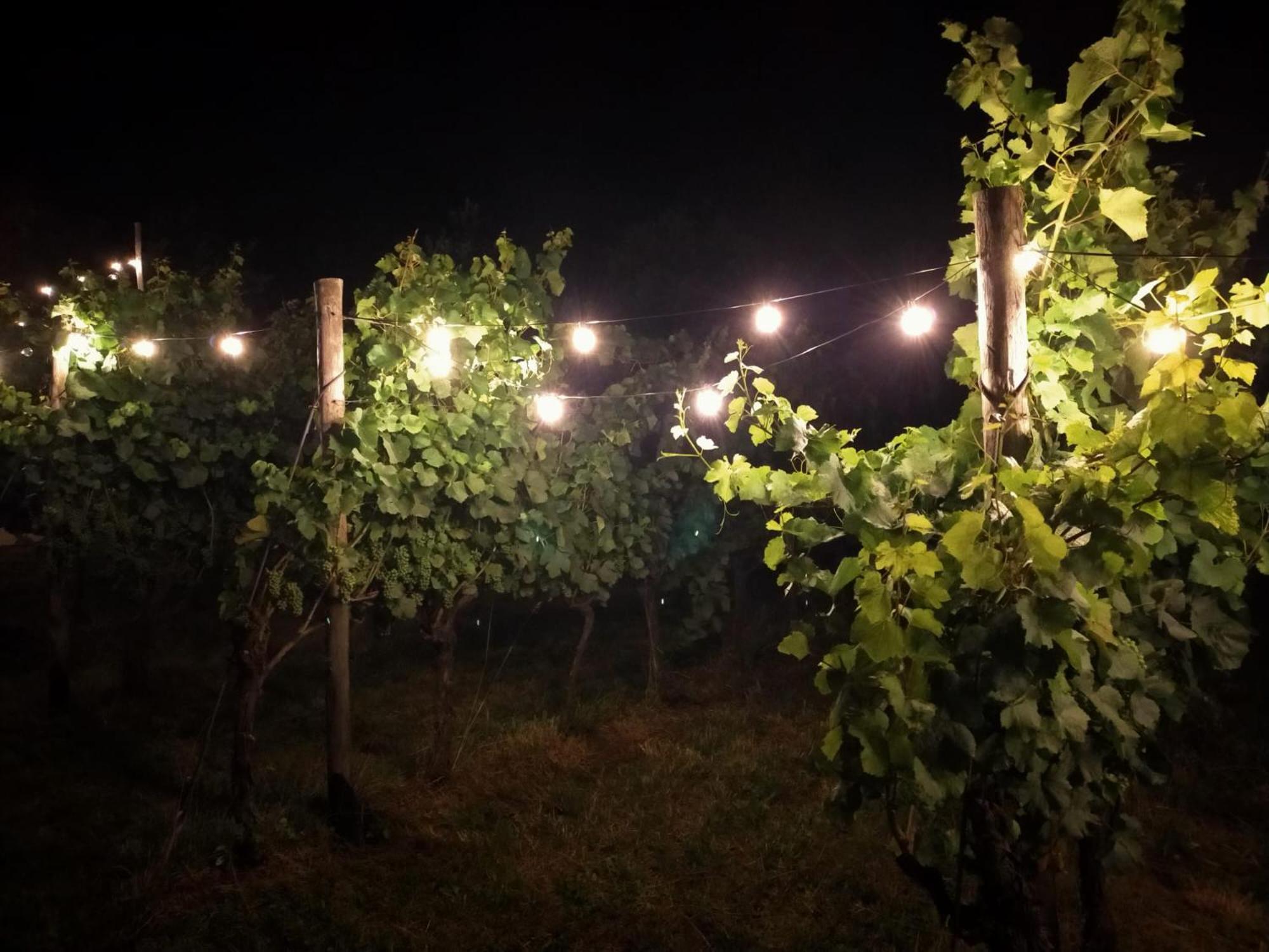 Agritur Verderame 特伦托 外观 照片