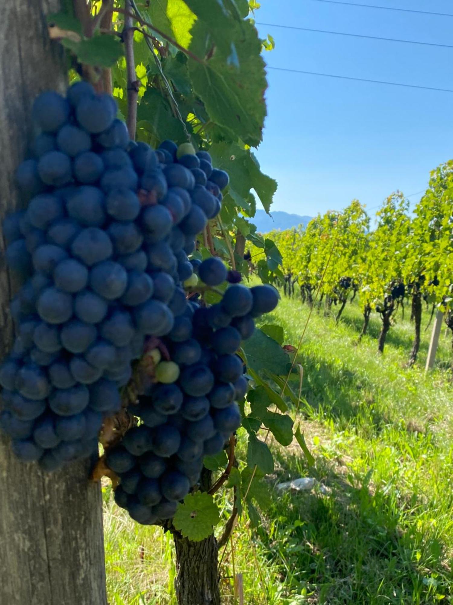 Agritur Verderame 特伦托 外观 照片